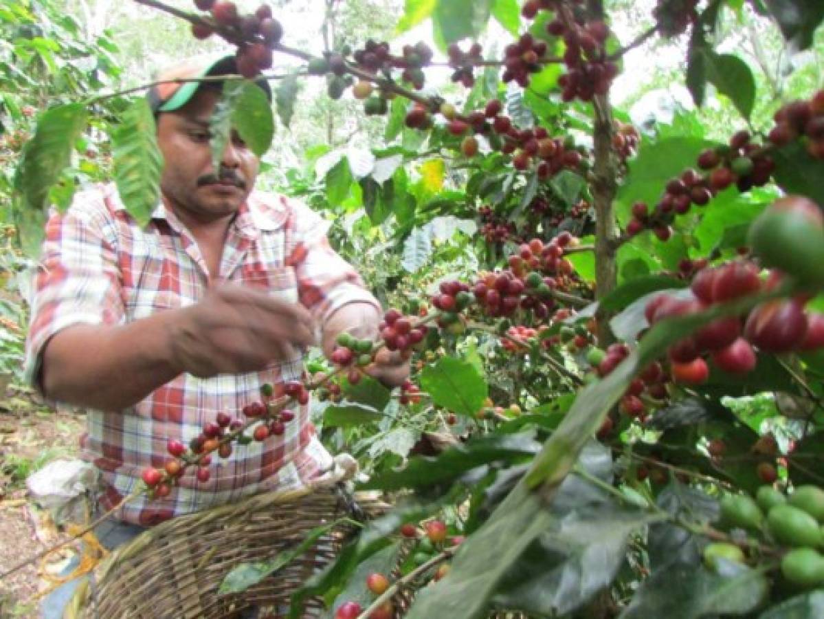 Honduras: Empiezan a desaparecer pequeños productores de café de El Paraíso