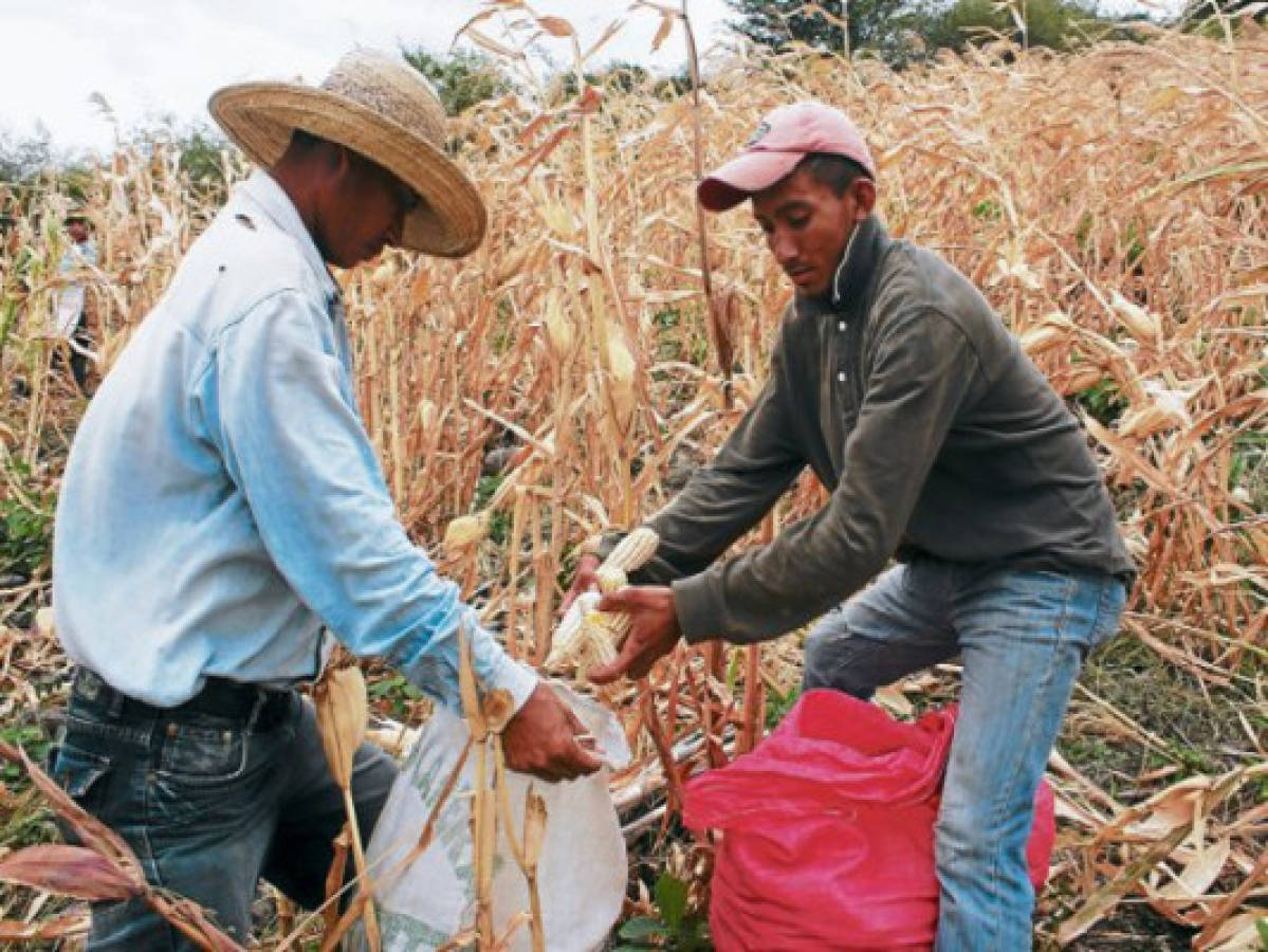 Promueven los huertos familiares en zona sur