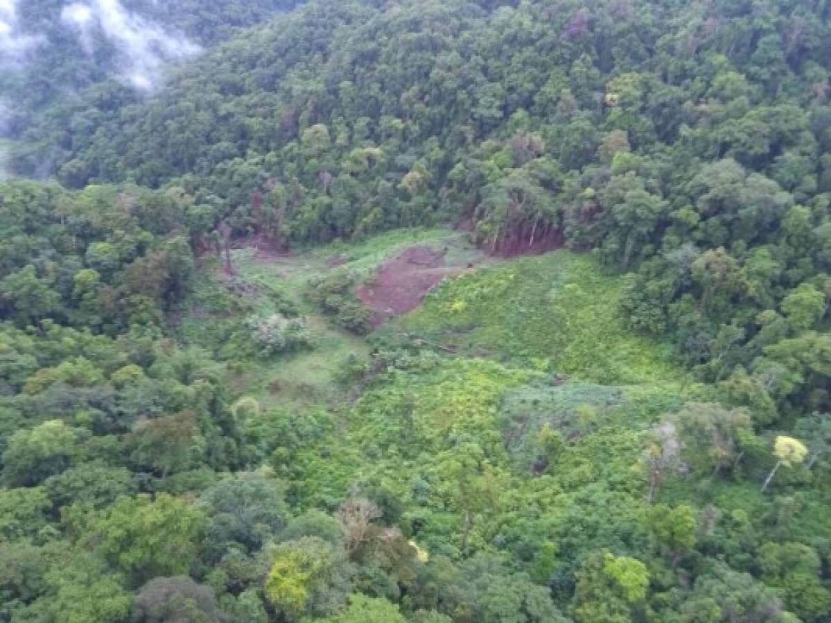 Honduras: Fusina decomisa 9 mil plantas de marihuana en Catacamas