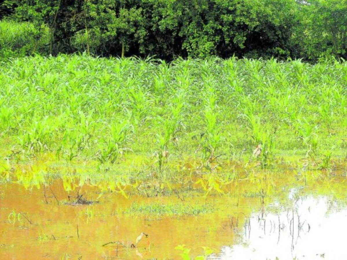 Honduras: Frijol y café, granos más susceptibles a los excesos de lluvia