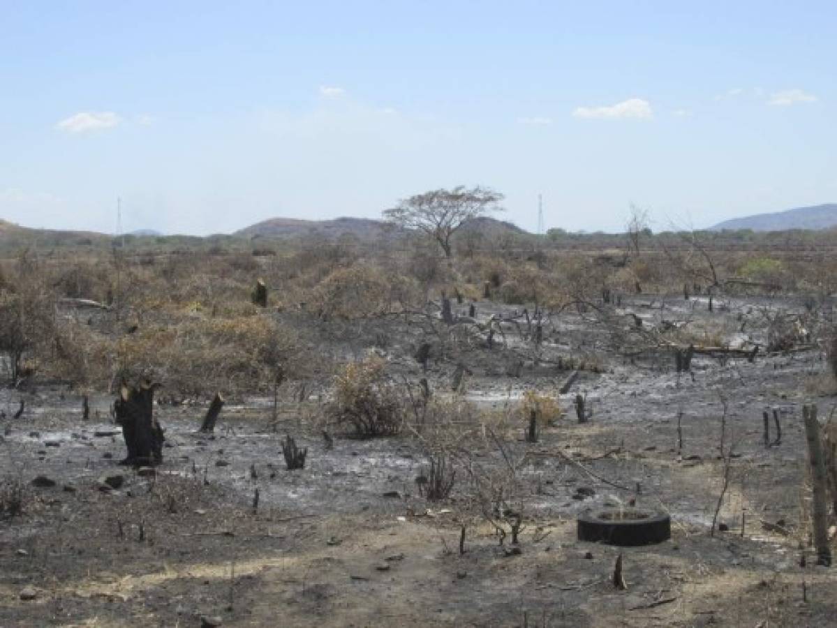 Temen extinción del jícaro en el sur de Honduras