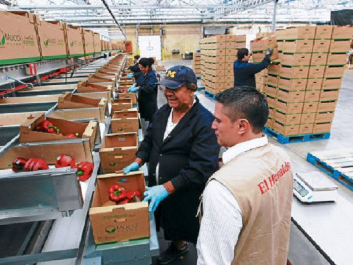 En las granjas agrícolas inicia el sueño de los hondureños en Canadá