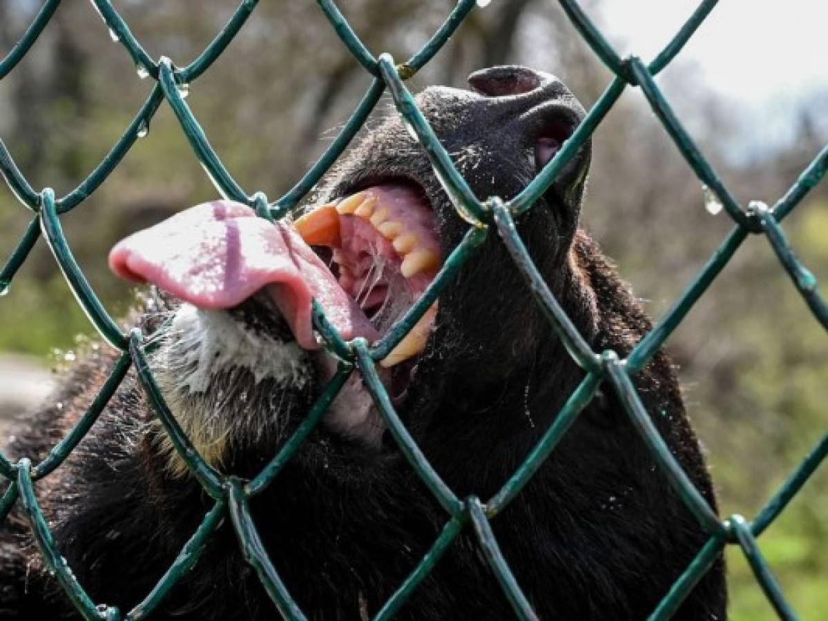 Hallan muerto en España un oso señalado por su voracidad depredadora