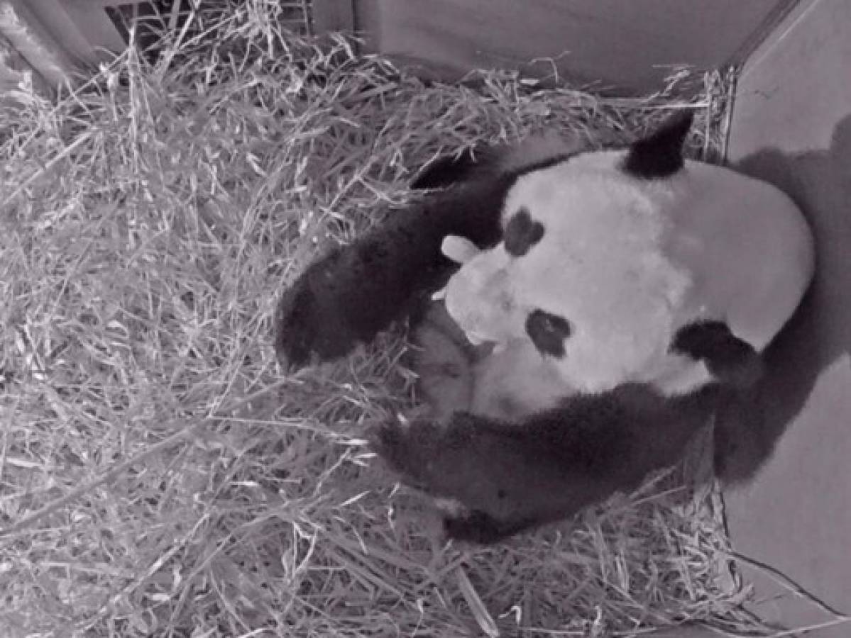 Panda gigante da a luz en zoológico holandés