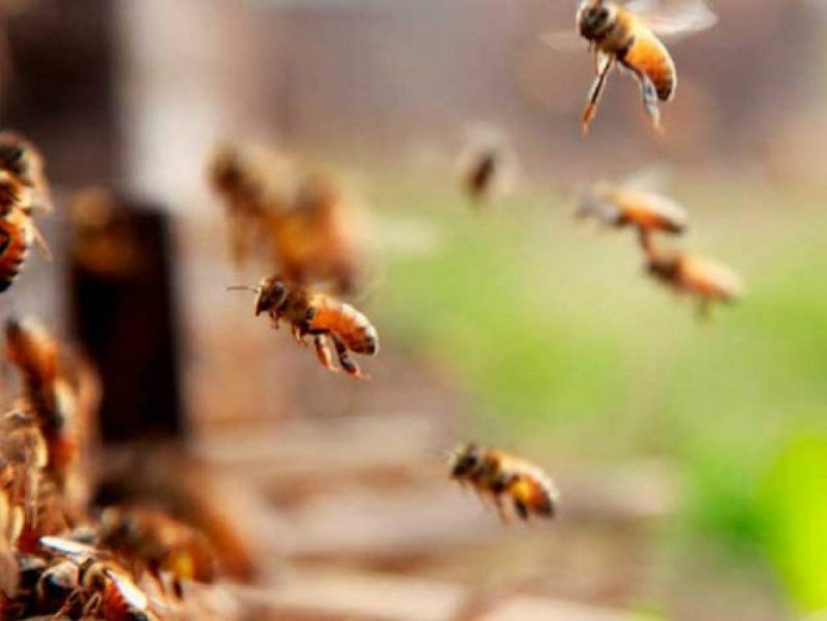 Hombre muere al ser atacado por abejas africanizadas en la colonia Las Palmas de la capital