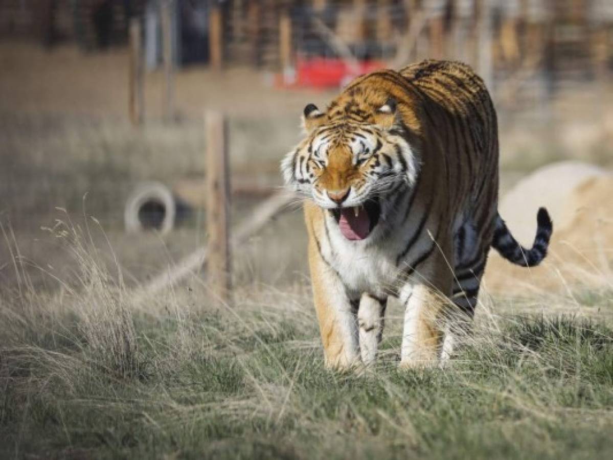 Tigresa de zoológico en Nueva York da positivo por coronavirus