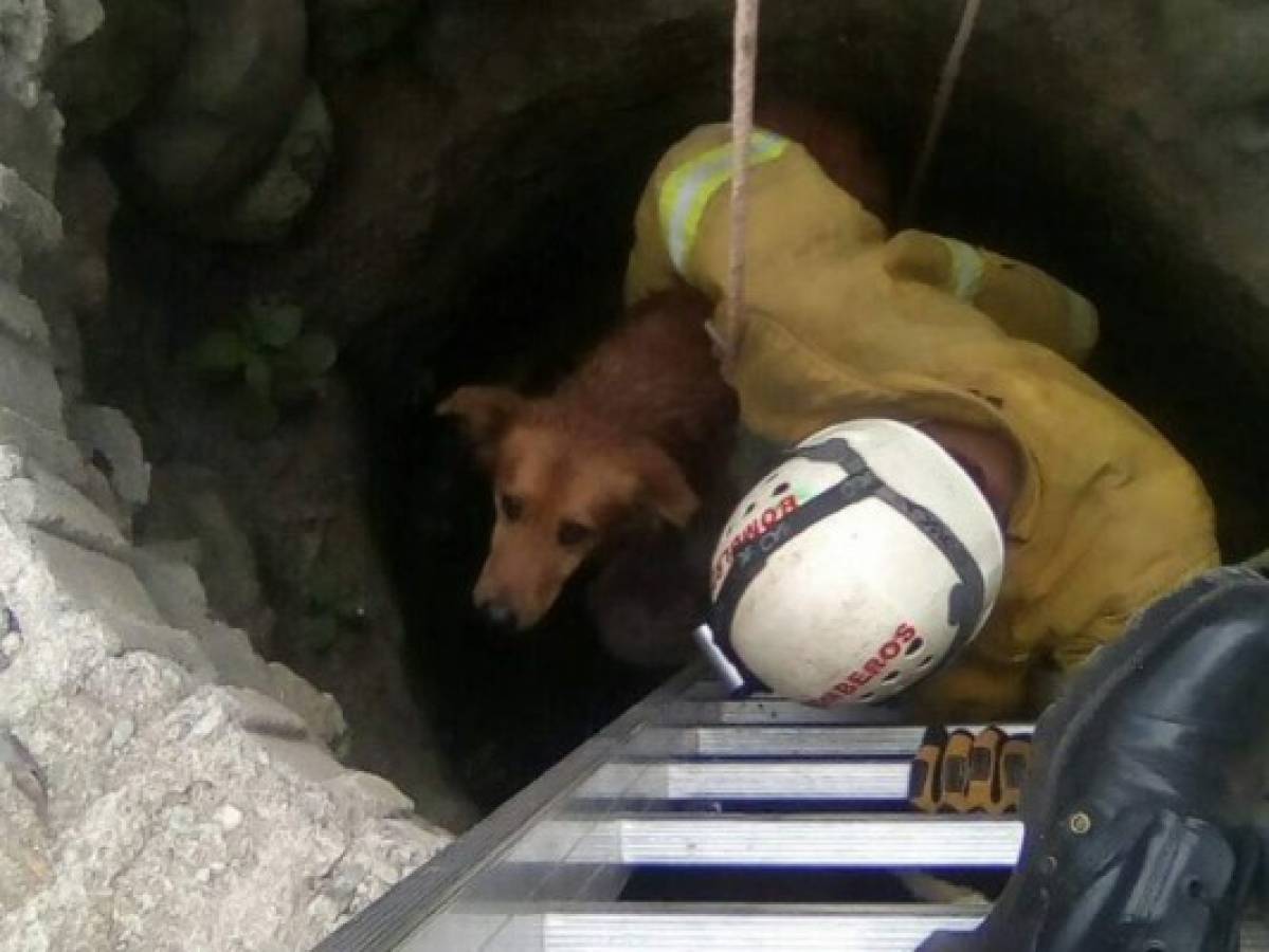 ¡HERMOSO! Bomberos arriesgan su vida para devolver un perrito a su familia