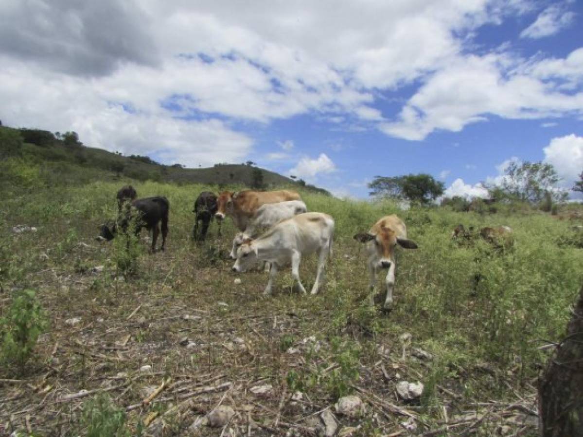 Extendida sequía agobia al 95% de los habitantes de El Paraíso