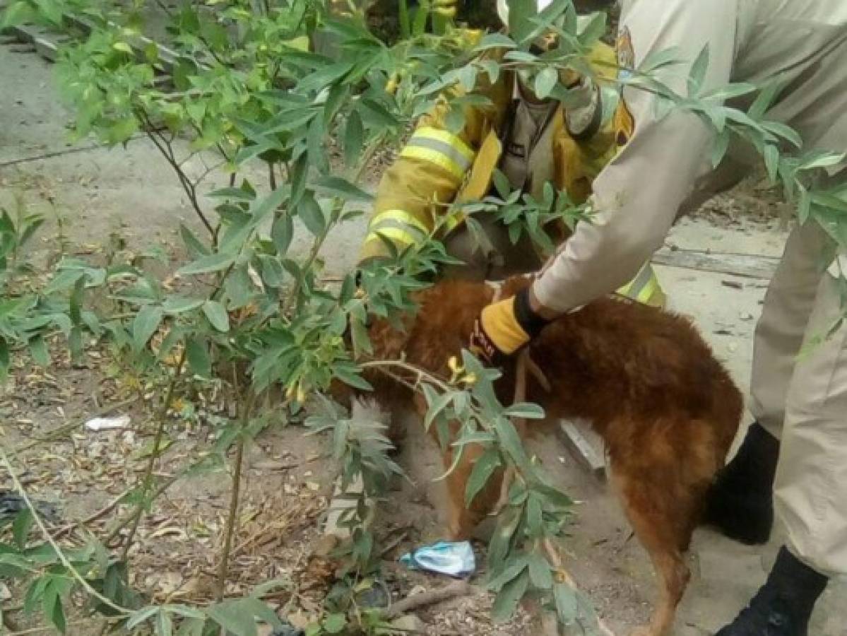 ¡HERMOSO! Bomberos arriesgan su vida para devolver un perrito a su familia