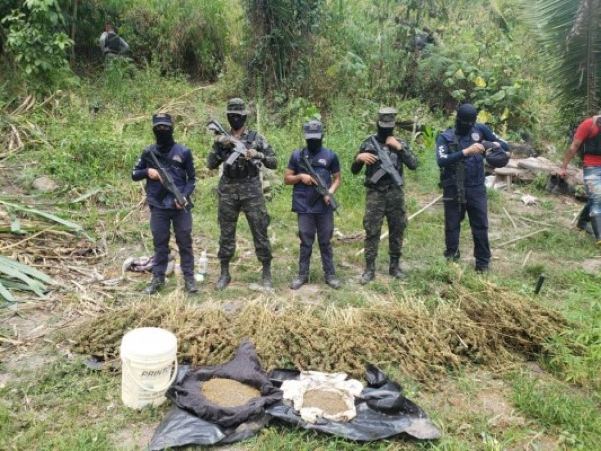 Honduras: Autoridades decomisan miles de plantas de marihuana y coca