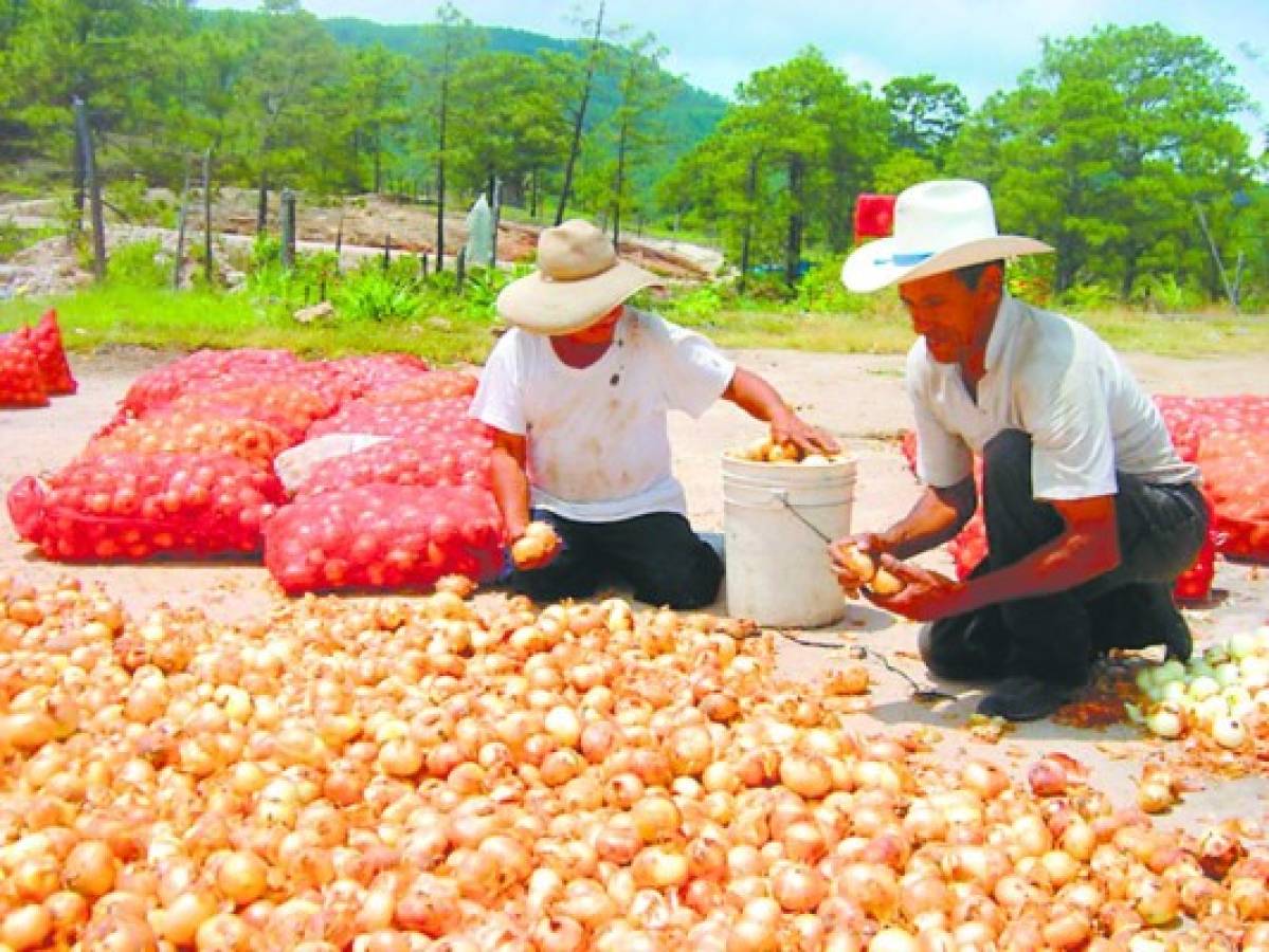 Productores de cebolla denuncian a ministro de la SAG