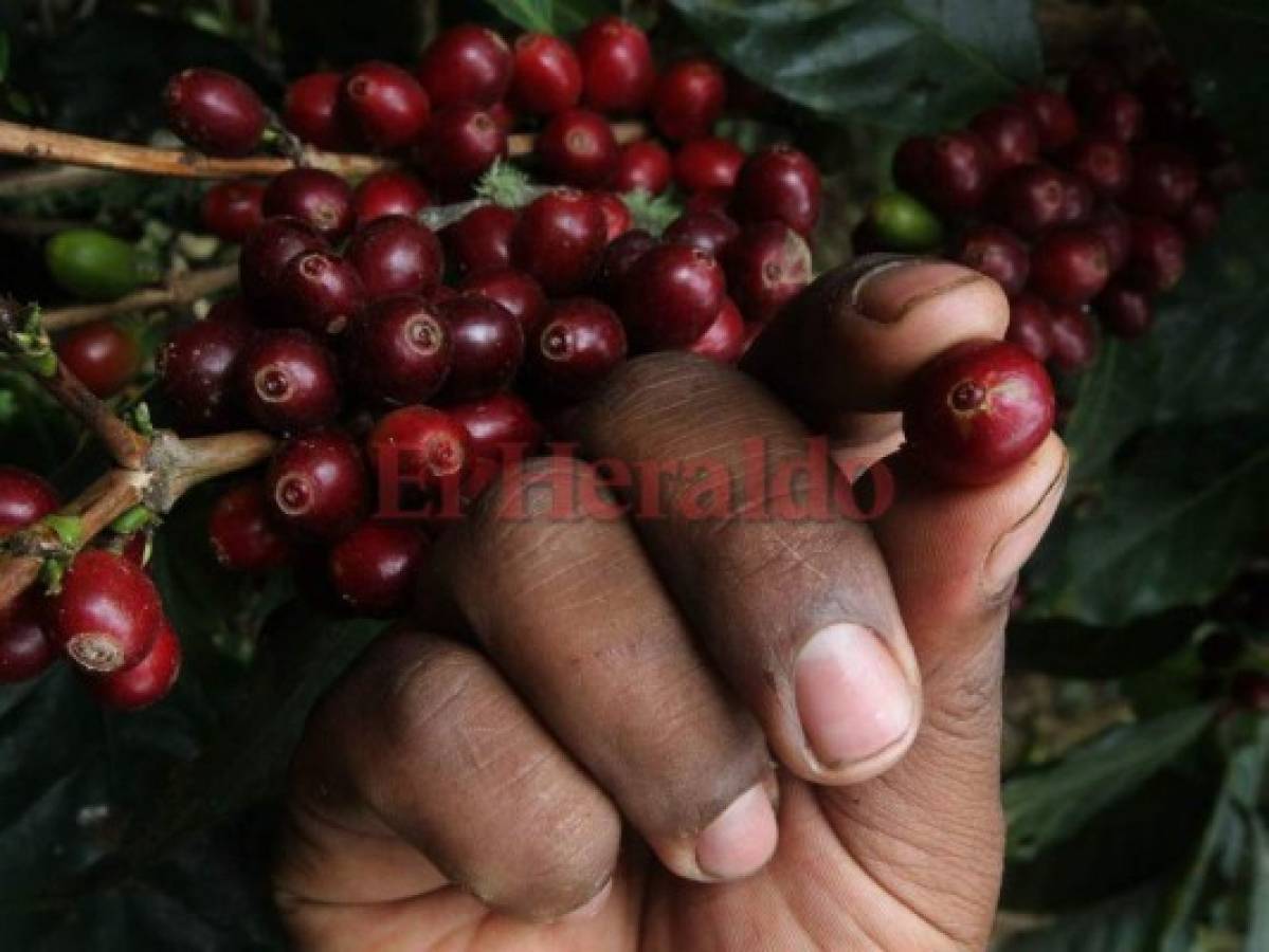 Café hondureño cuesta 30% menos que los otros de Centroamérica