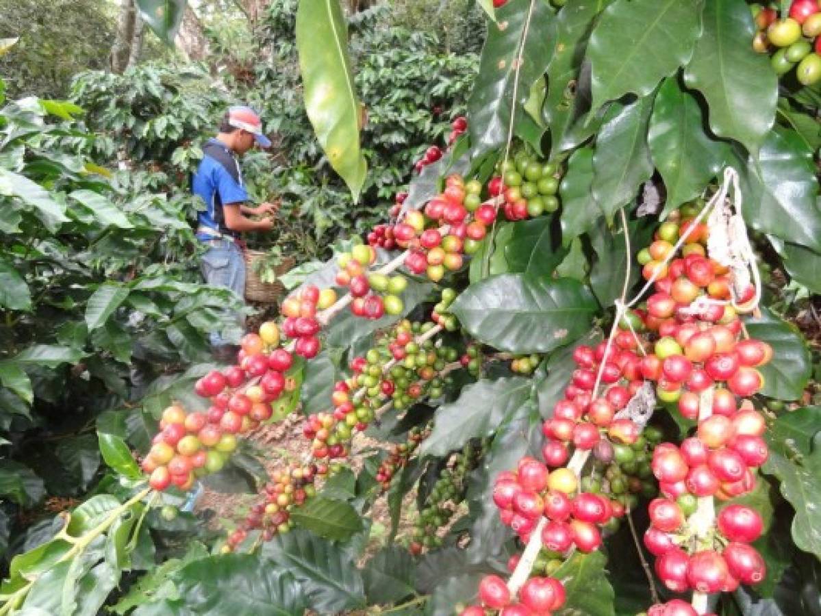 Café hondureño se vende en 58 países