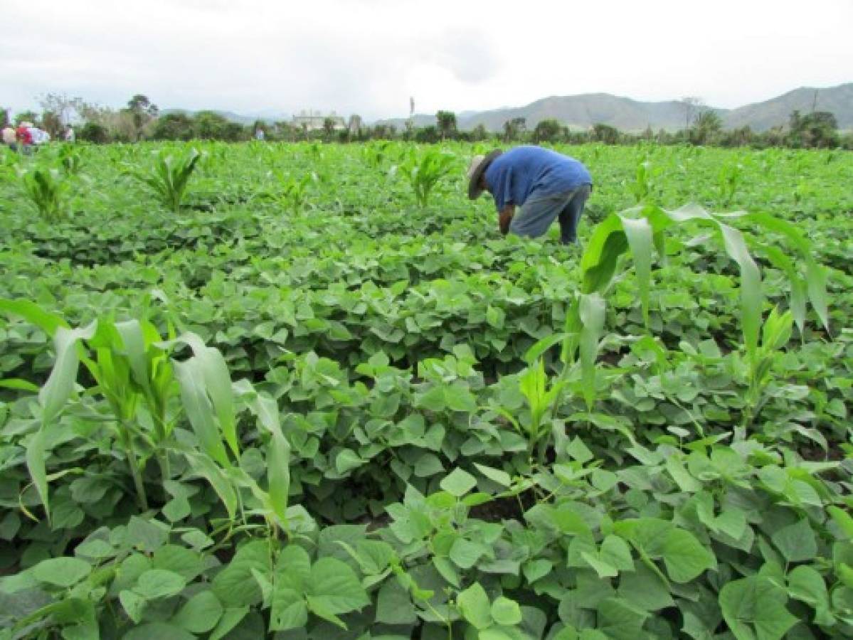 Productores avizoran aumento en cosecha de frijol en El Paraíso