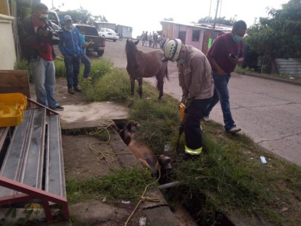 El heroico rescate de un caballo atrapado en una cuneta en la capital