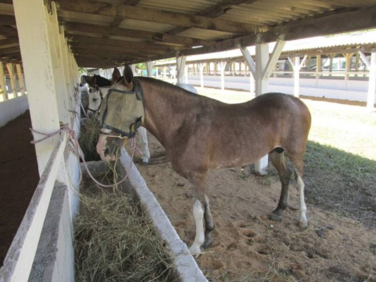 Temen brote de encefalitis equina venezolana en Choluteca