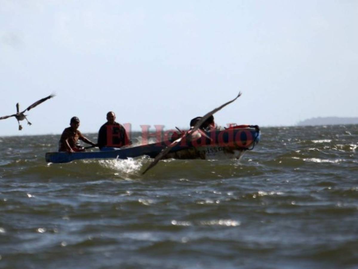 La pesca de medusas capta la atención de jóvenes que anteriormente se dedicaban al buceo para sacar langostas.