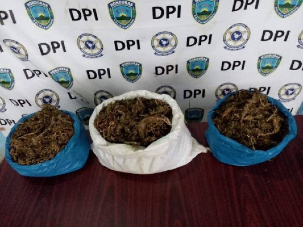 Hallan marihuana valorada en 30 mil lempiras durante allanamiento en Olanchito