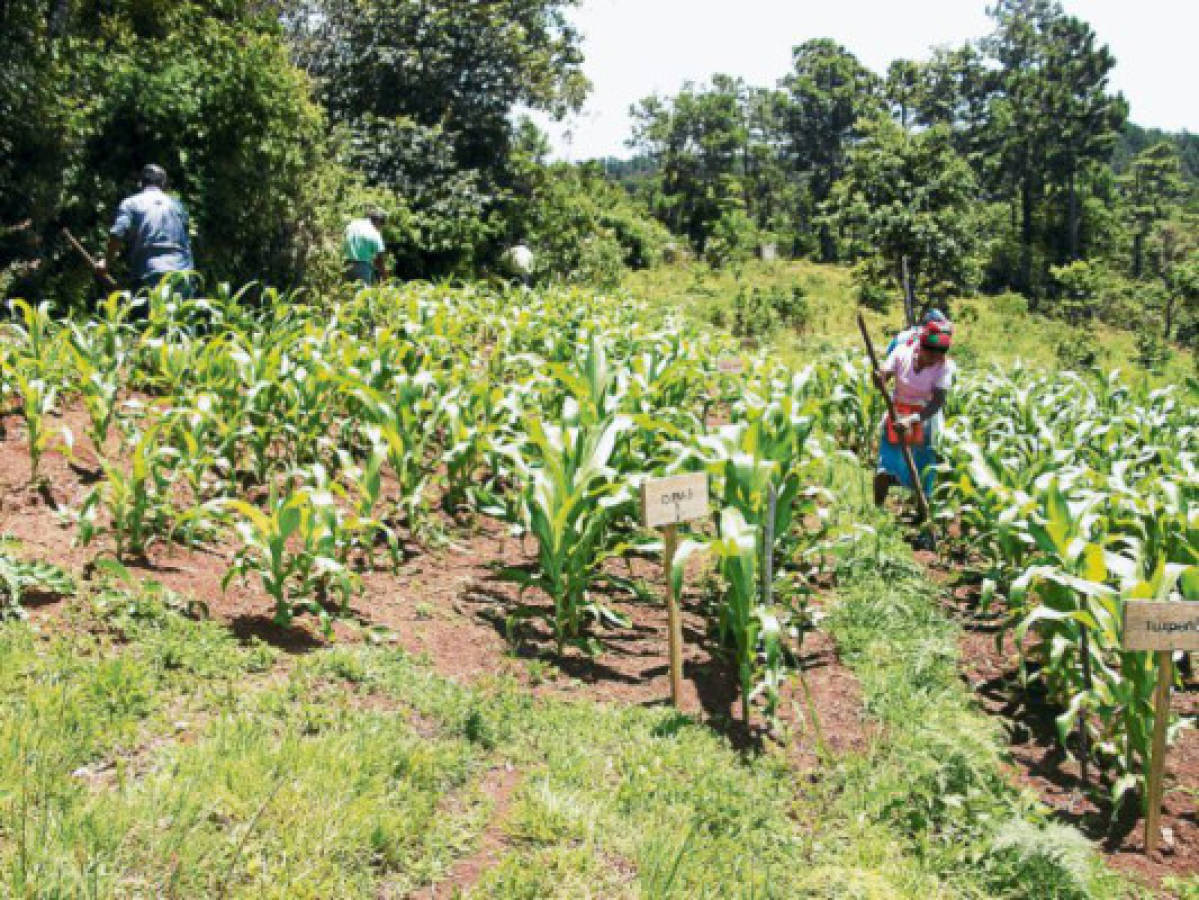 Productores a la espera de los 50 millones del Fima