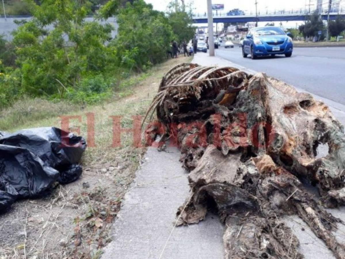 Encuentran más osamentas de caballos en la colonia Nueva Suyapa, en la capital de Honduras