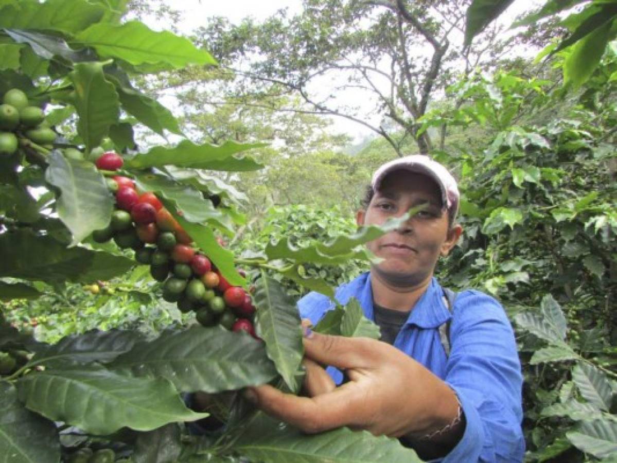 Creció exportación de café hondureño a Estados Unidos