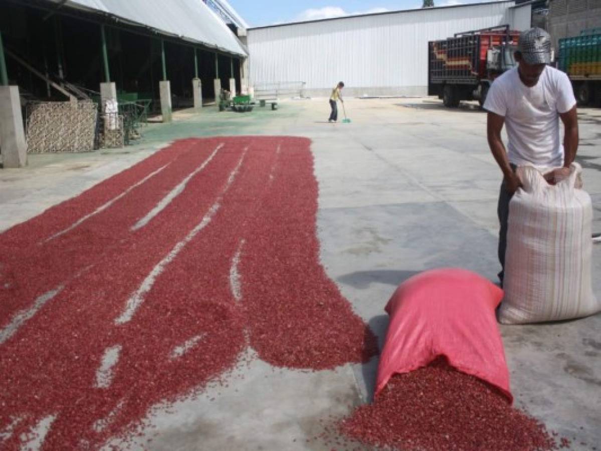 Honduras: Deben comenzar a sembrar hasta que la lluvia moje la tierra