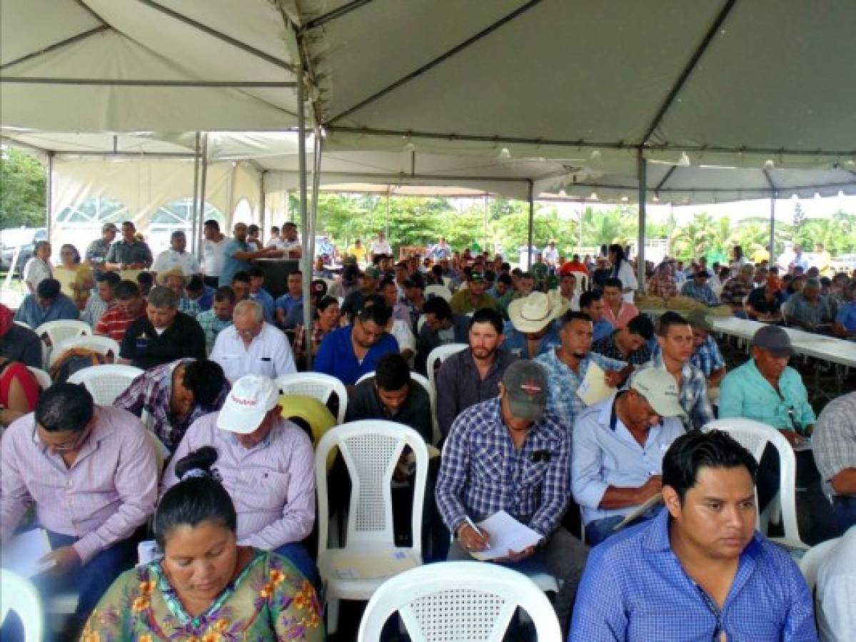 Honduras camino al prototipo de la finca agroempresarial ganadera en producción de carne y leche