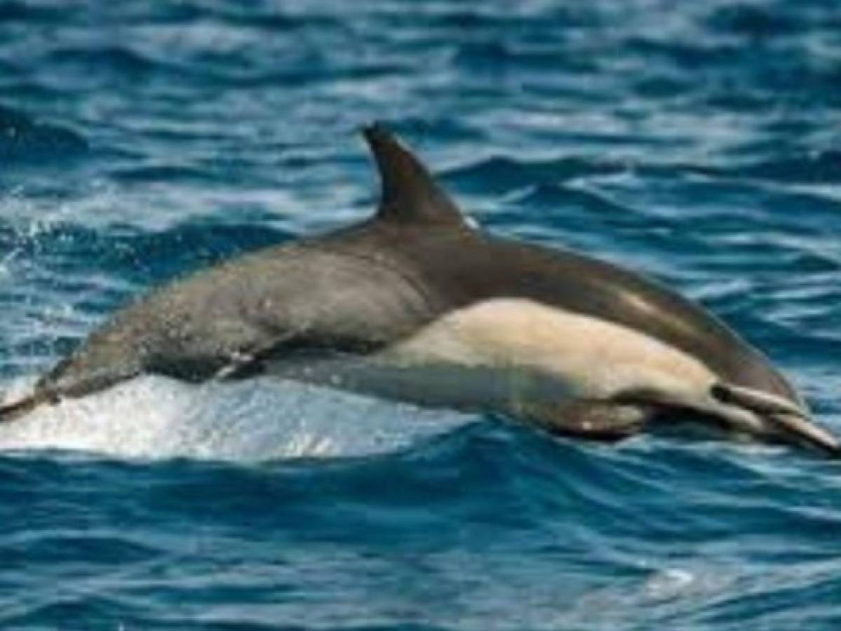 Investigan misteriosa muerte de delfines en Italia  