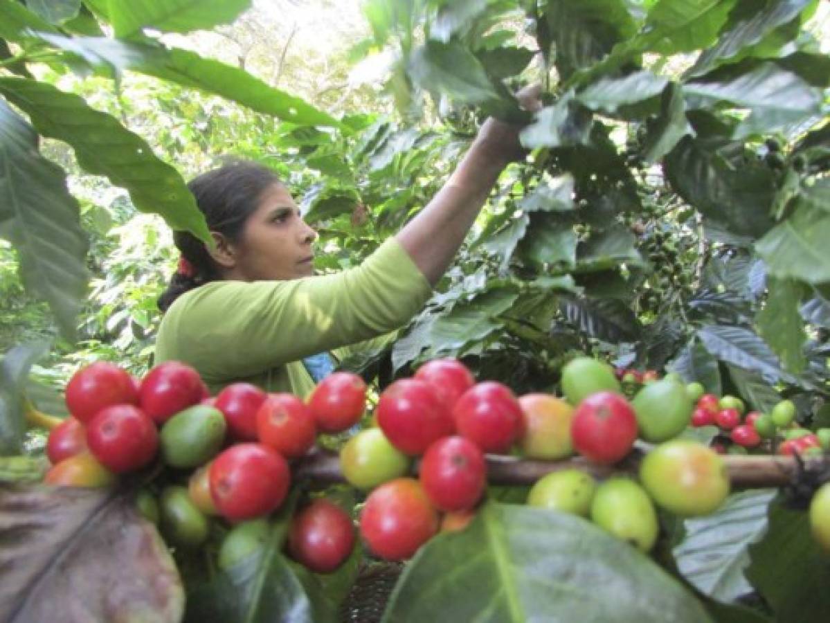 Exportación de café se incrementará en 900,000 quintales