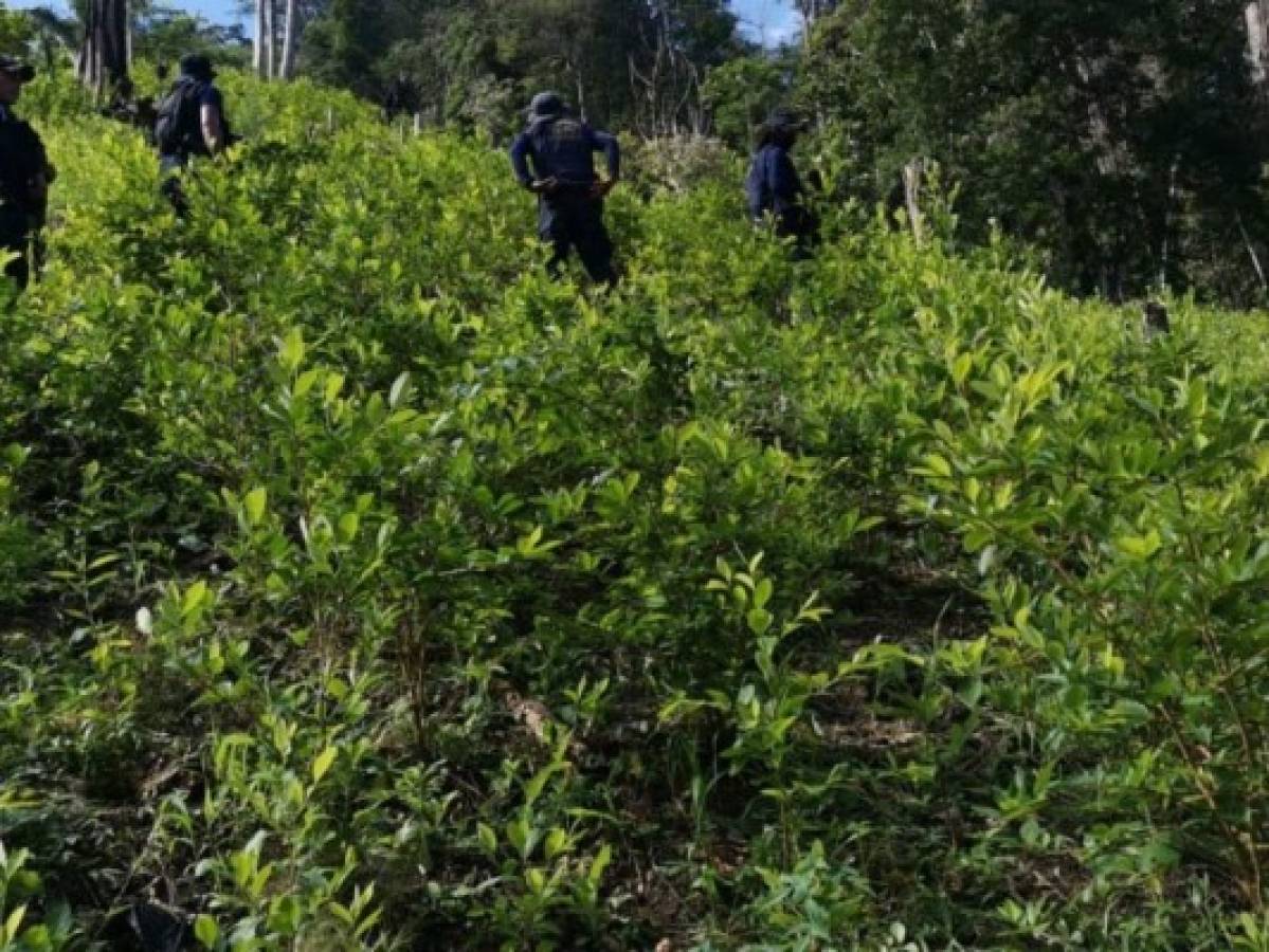 Las plantas de coca encontradas en el lugar estaban en proceso de crecimiento.