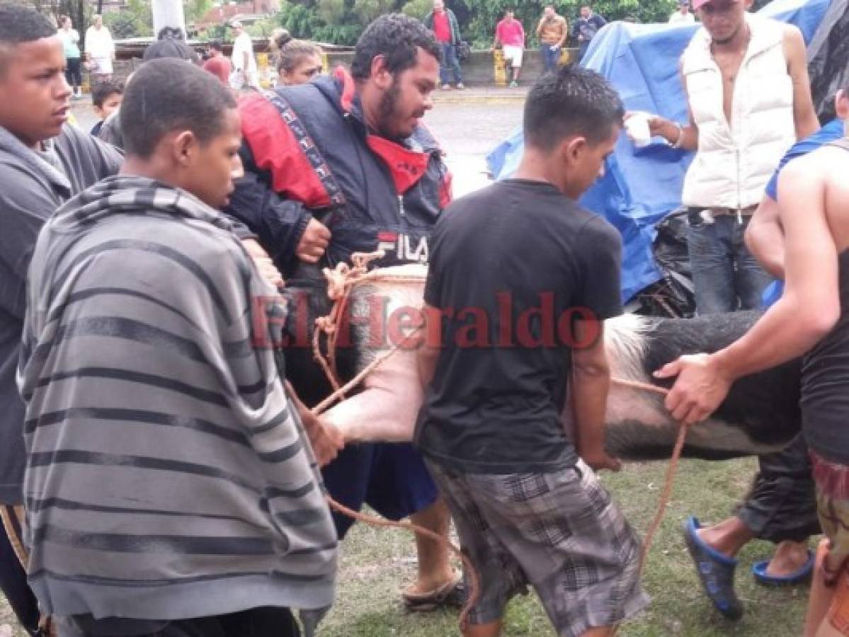 Hondureños rescatan a sus animales de la fuerte corriente del río Choluteca