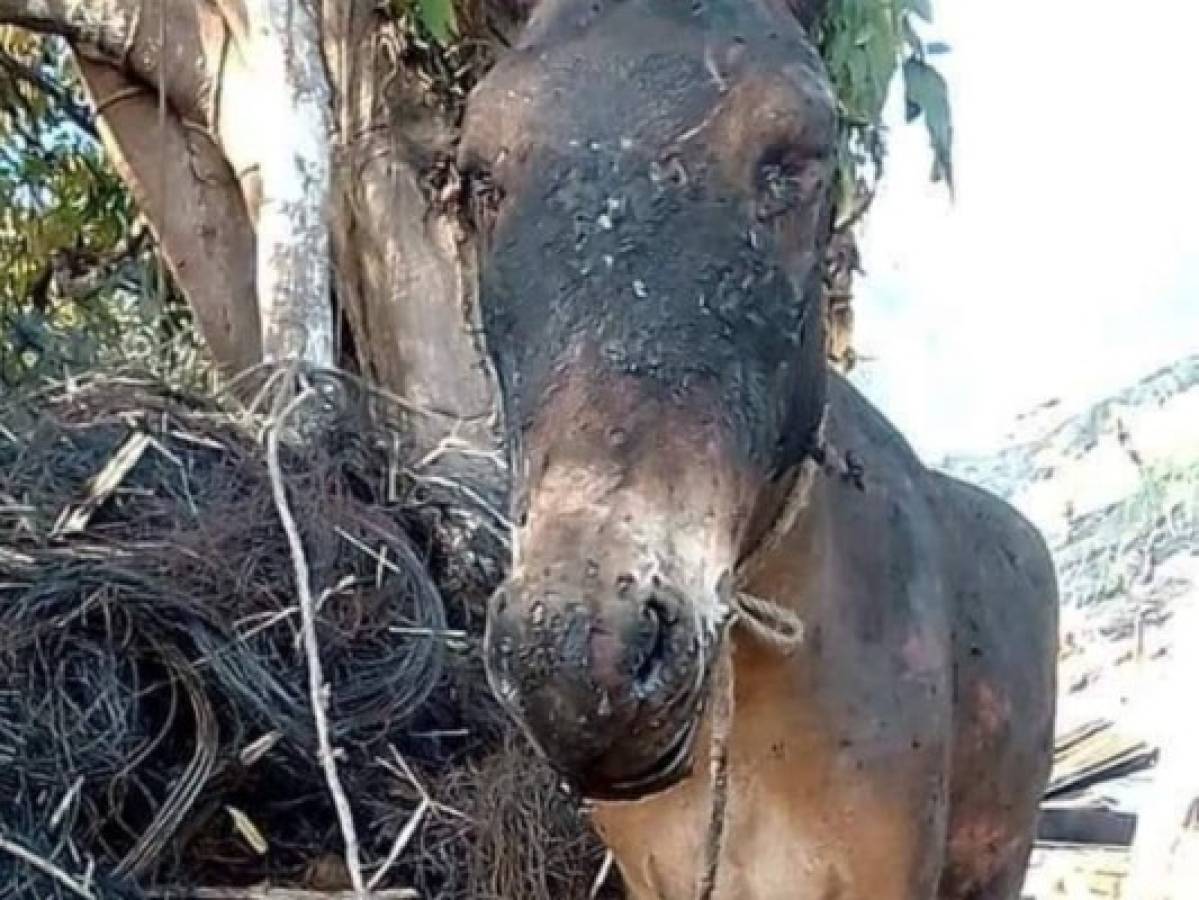 Hasta un burro ha sido víctima de los incendios forestales