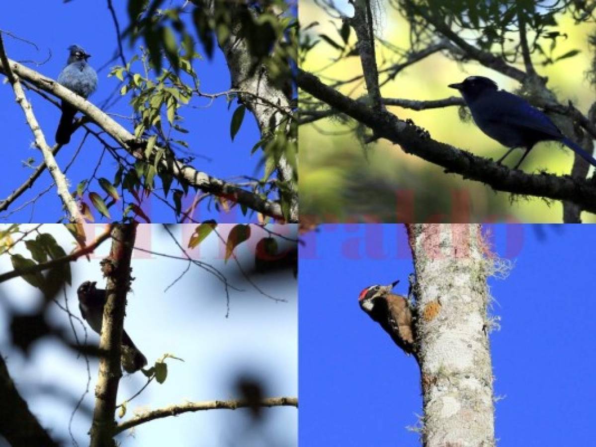 Una selva encantada se esconde en Uyuca