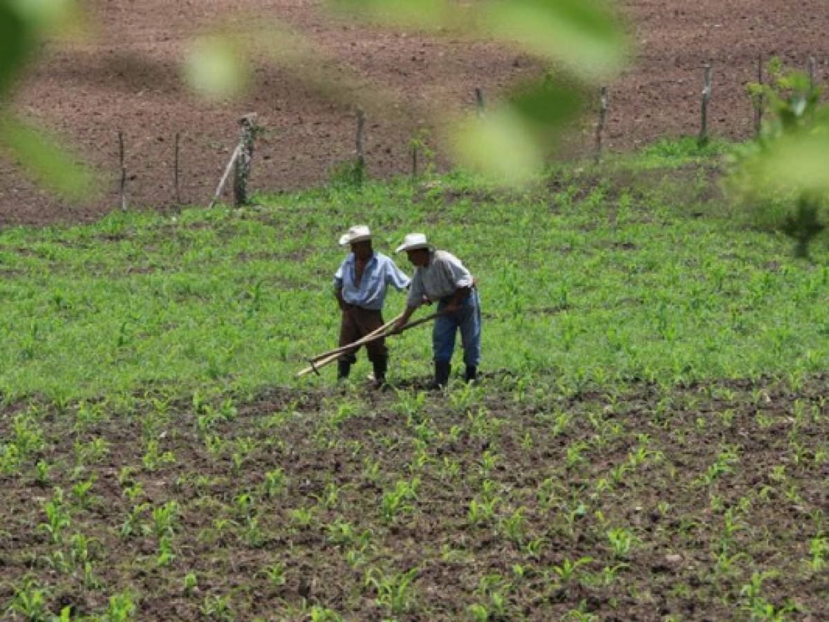 Peligra cosecha de frijol y maíz por falta de lluvia en Olancho