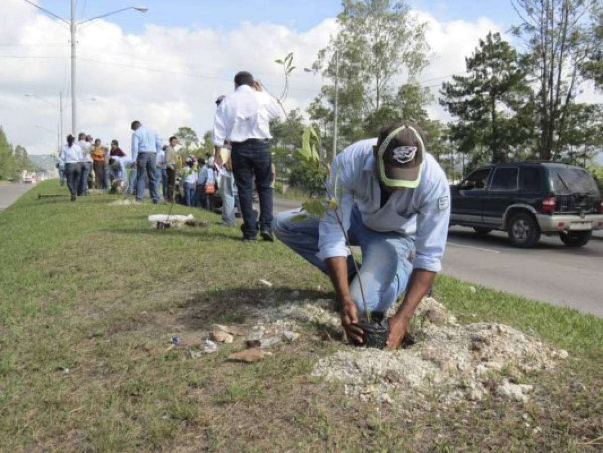 Honduras: Un centenar de árboles deberán sembrar estudiantes de colegios de zona sur