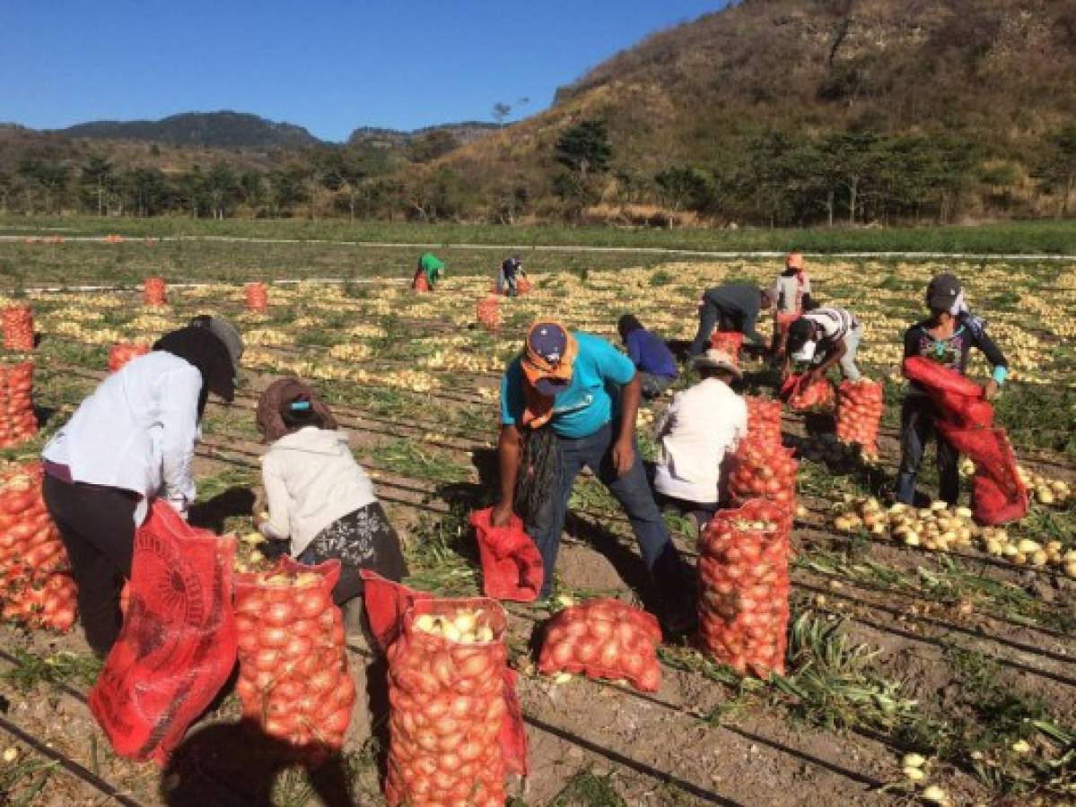 El gobierno autoriza importar 4.7 millones de libras de cebolla