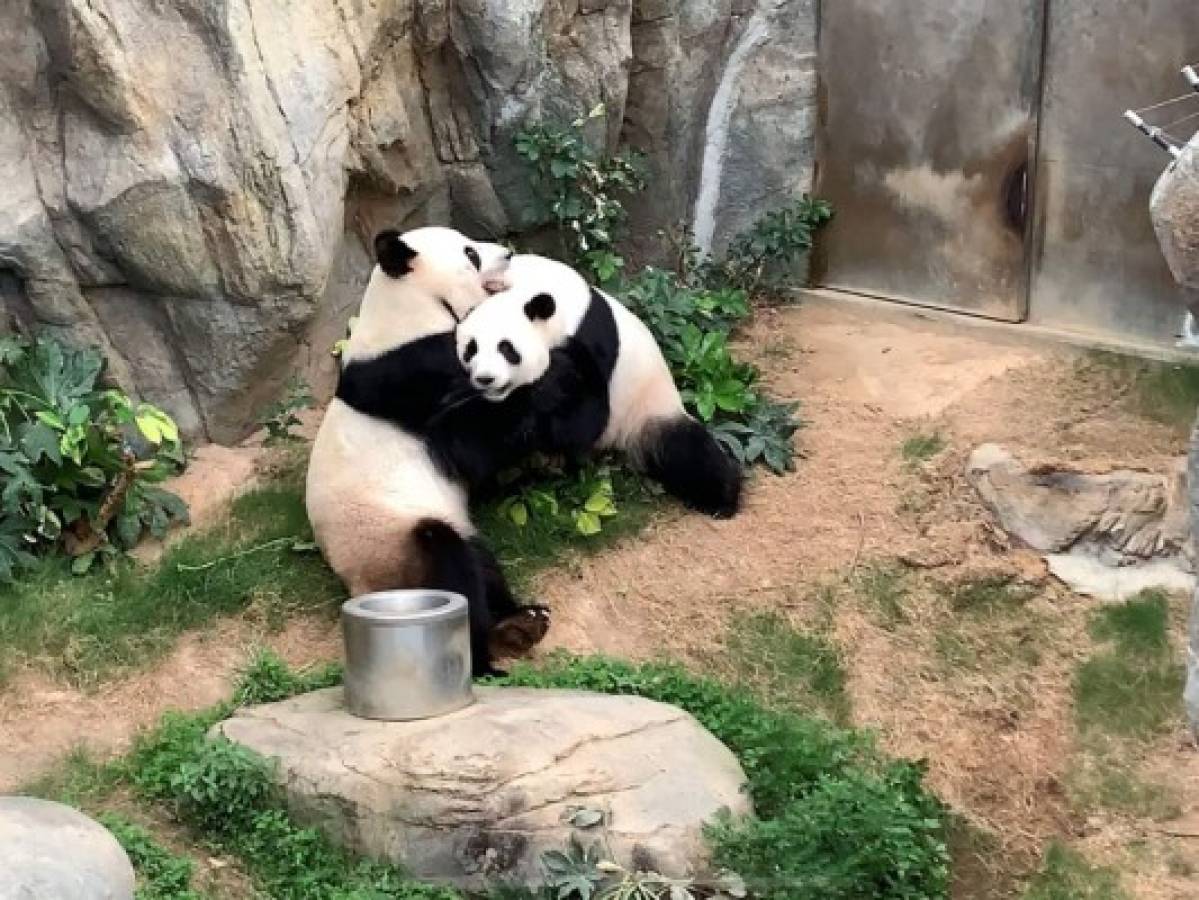 Gracias al confinamiento, dos pandas de Hong Kong al fin se aparean