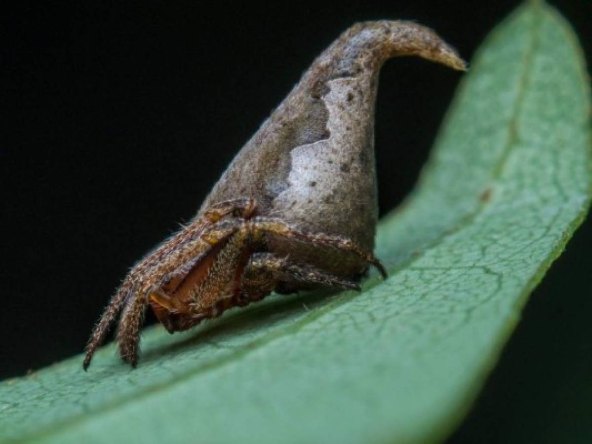 Nueva especie de araña bautizada en homenaje a Harry Potter