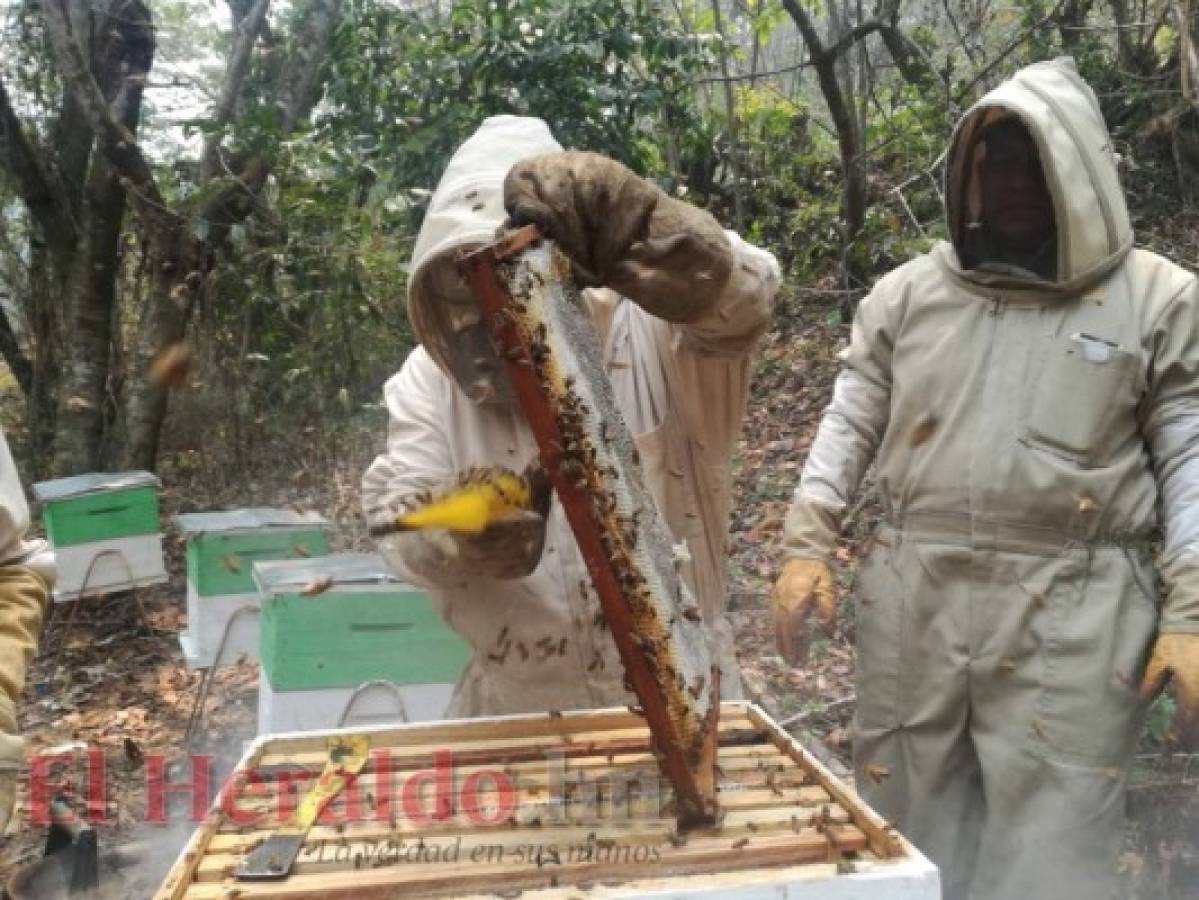 Cafetaleros diversifican sus fincas con apiarios para producir miel en el Paraíso