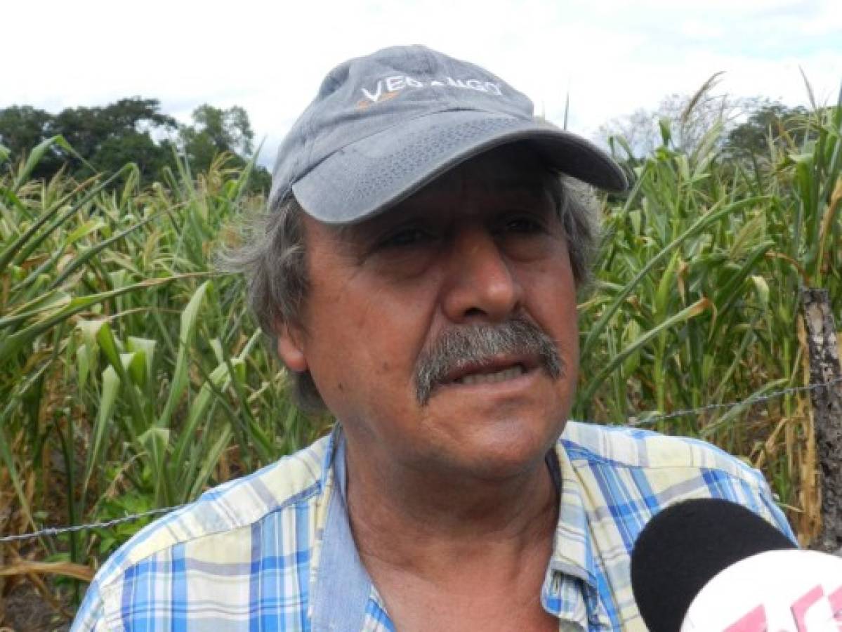 65% de las milpas se han perdido en Olancho debido a la prolongaba canícula