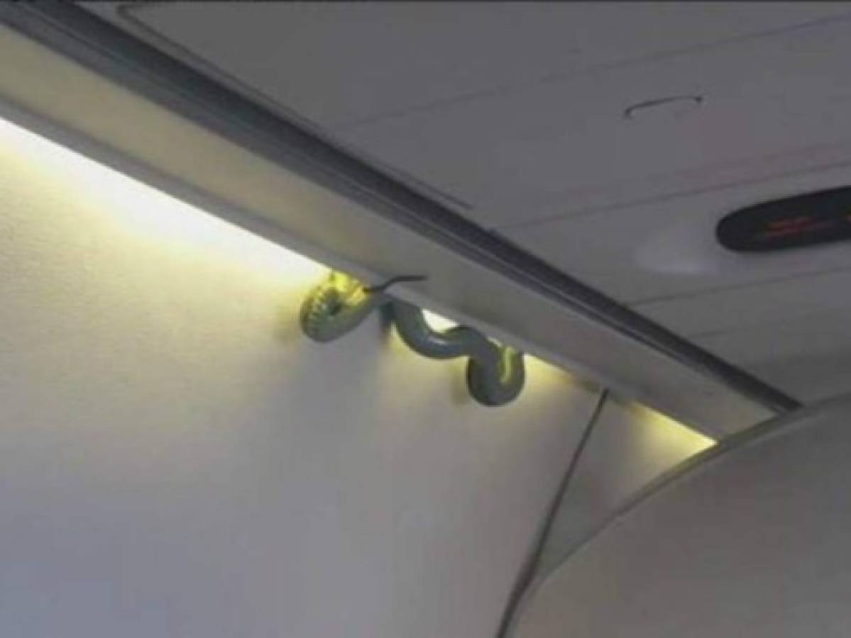 Encuentran serpiente que 'viajaba” en un avión de México