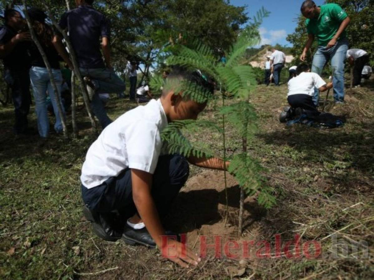 Plan de reforestación nacional arranca con 7 millones de plantas