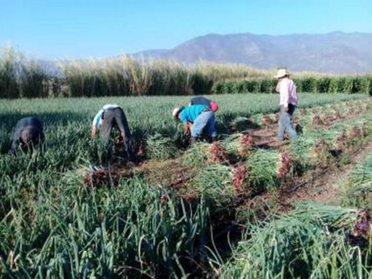 Precios récord alcanza la cebolla en el mercado nacional