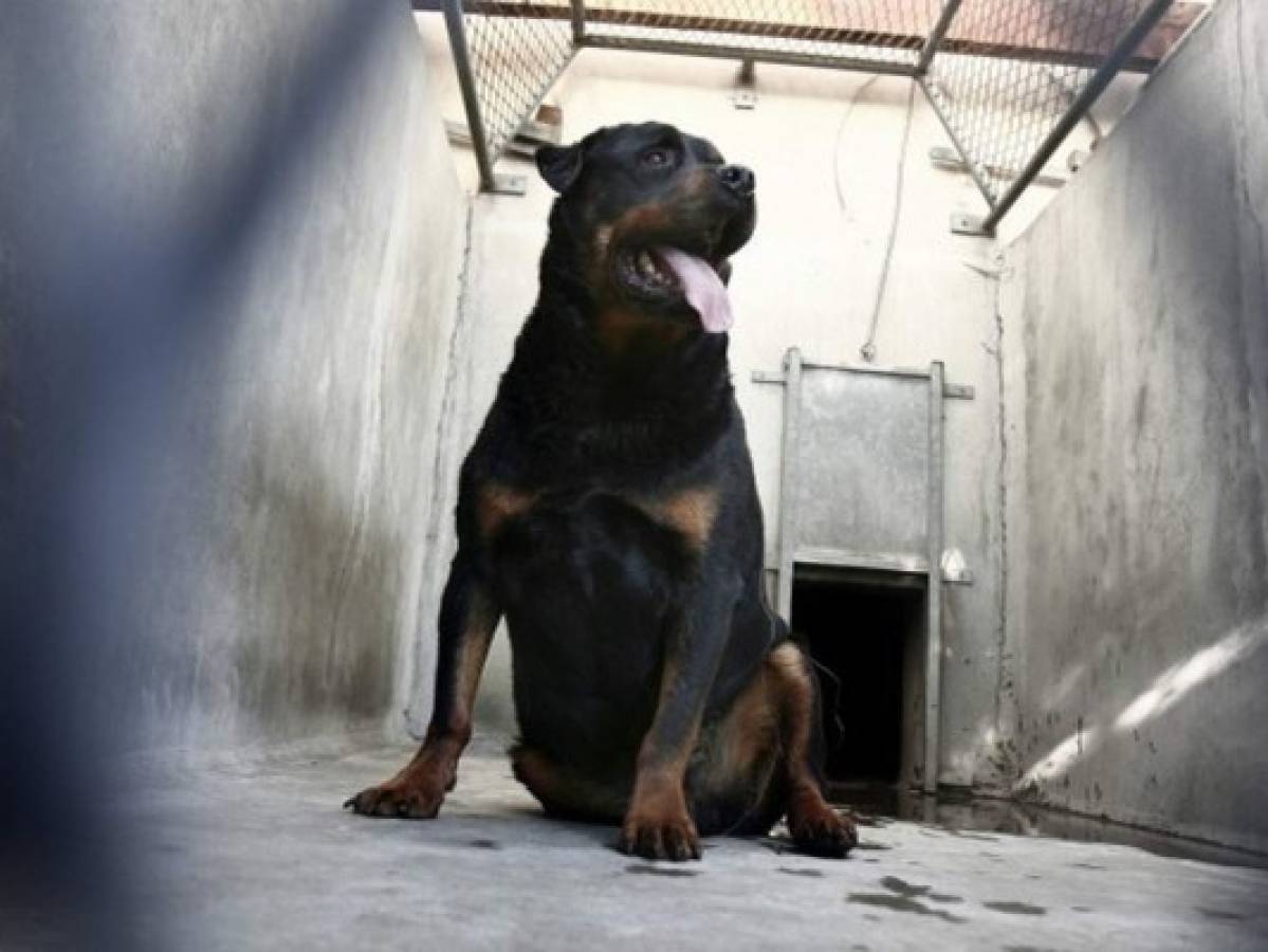 Muere un niño en Austria atacado por un perro Rottweiler 