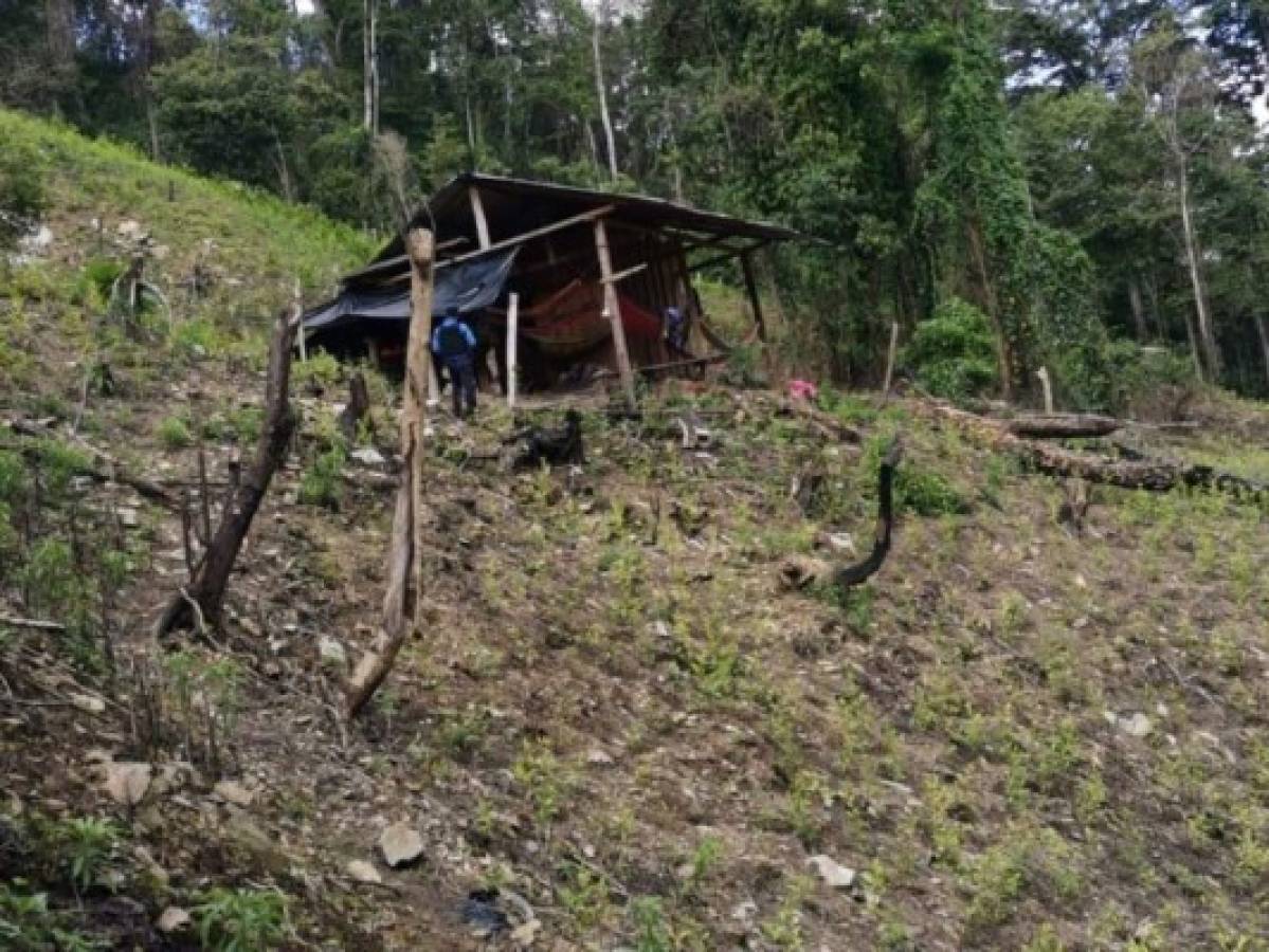 Desmantelan narcolaboratorio y plantación en cocaína en Colón