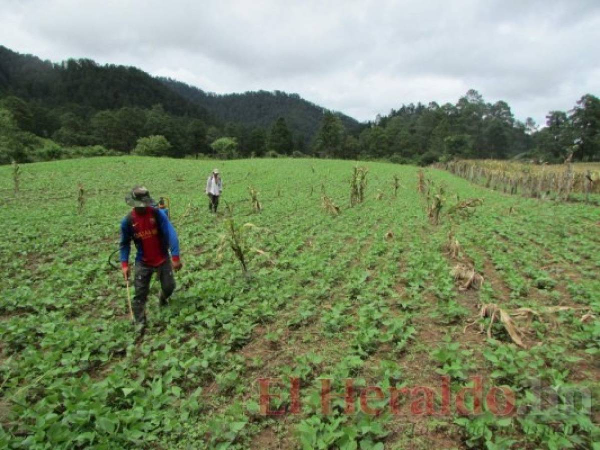 Proponen crear una reserva de semilla para enfrentar sequía