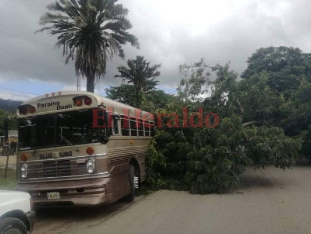 Enorme árbol cae sobre un bus y un pick up en Danlí  