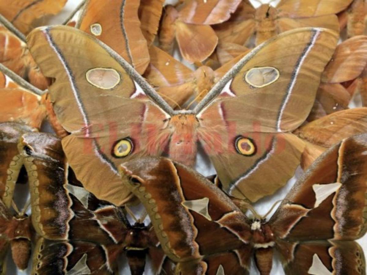 Los expertos han detectado más de 1,000 especies de mariposas.