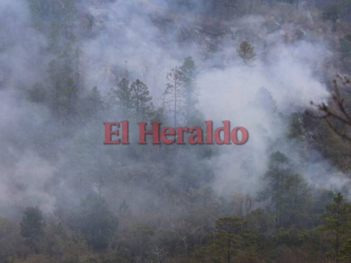 Incendio amenaza bosques de aldea El Carpintero 