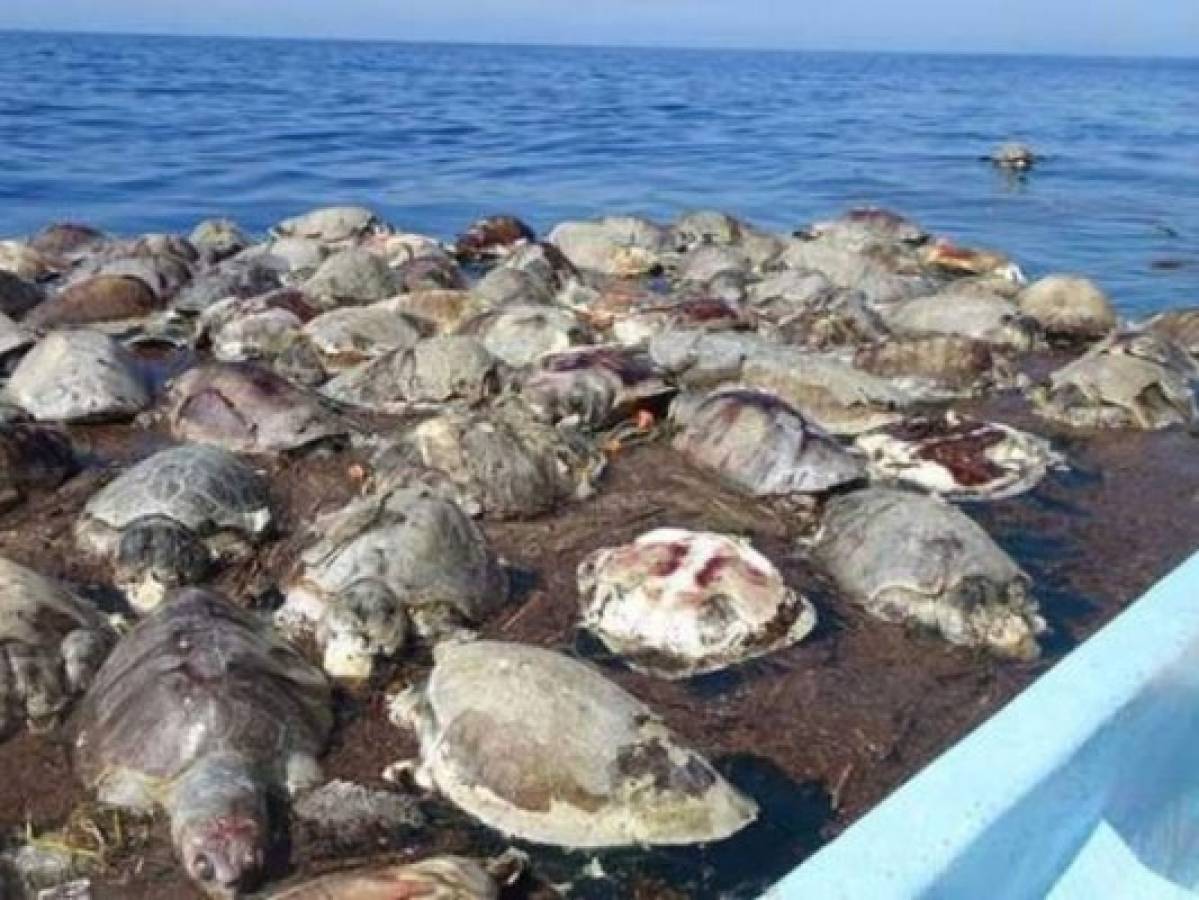 300 tortugas murieron atrapadas en redes en las costas de Oaxaca, México